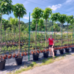 Katalpa bignóniovitá (Catalpa bignonioides) ´NANA´ - výška 290-320 cm, obvod kmeňa 8/10 cm, kont. C30L